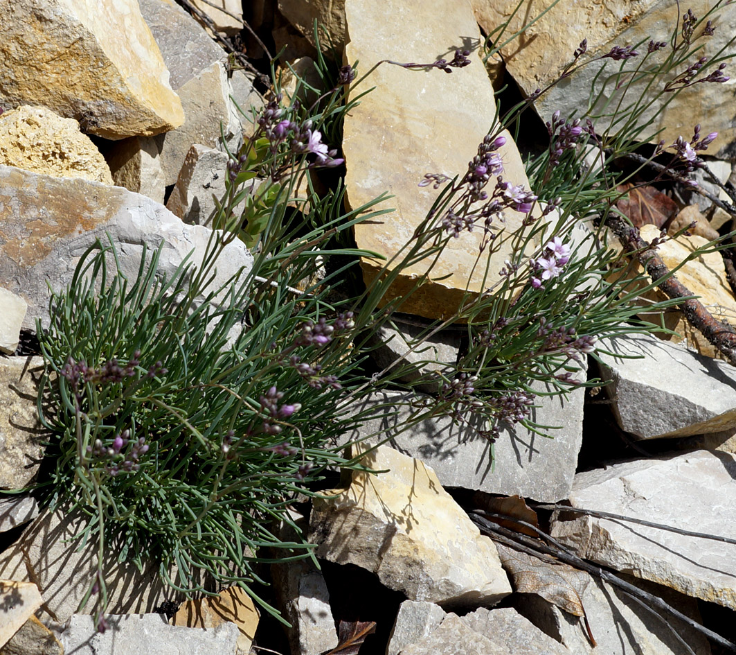 Image of Gypsophila sambukii specimen.