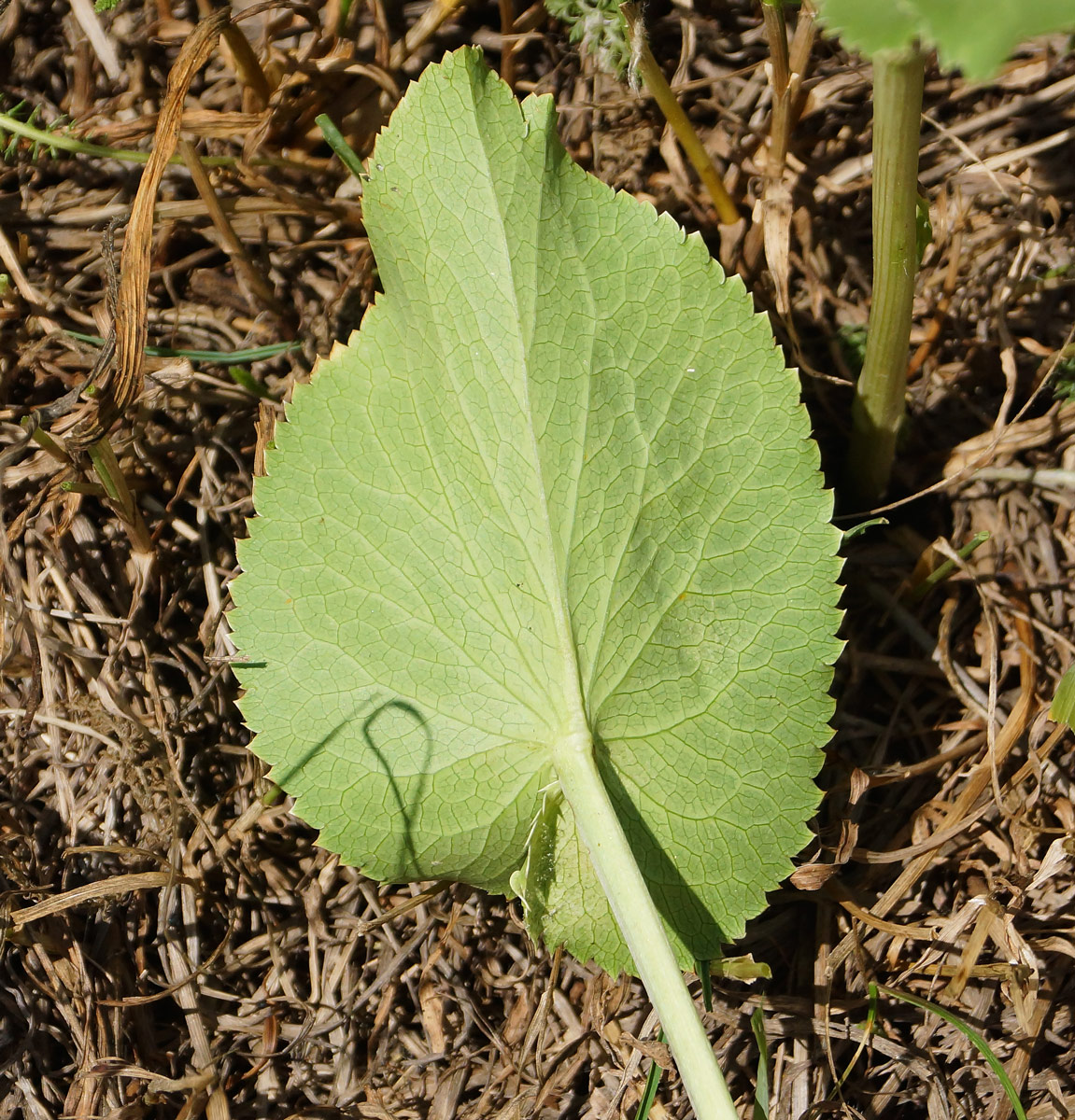 Image of Eryngium planum specimen.