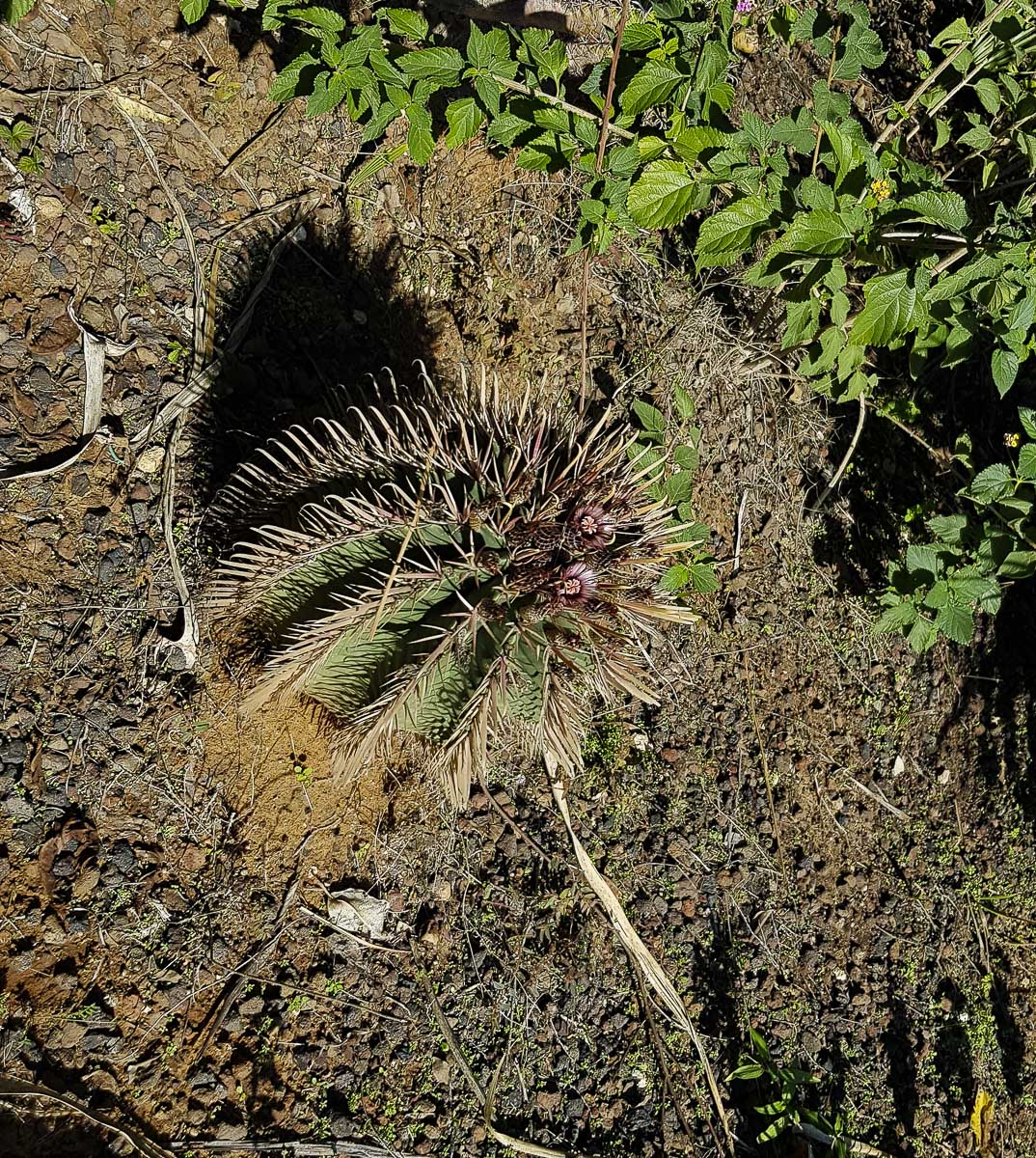 Image of Ferocactus recurvus specimen.