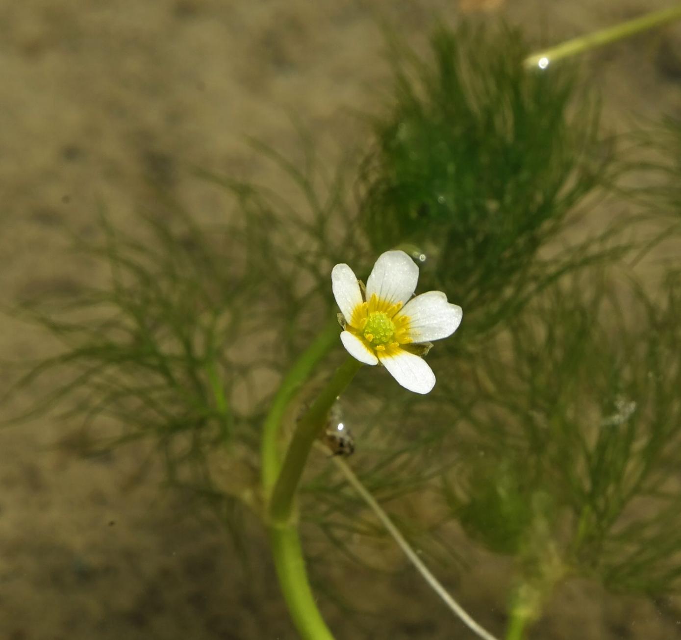 Image of Ranunculus rionii specimen.