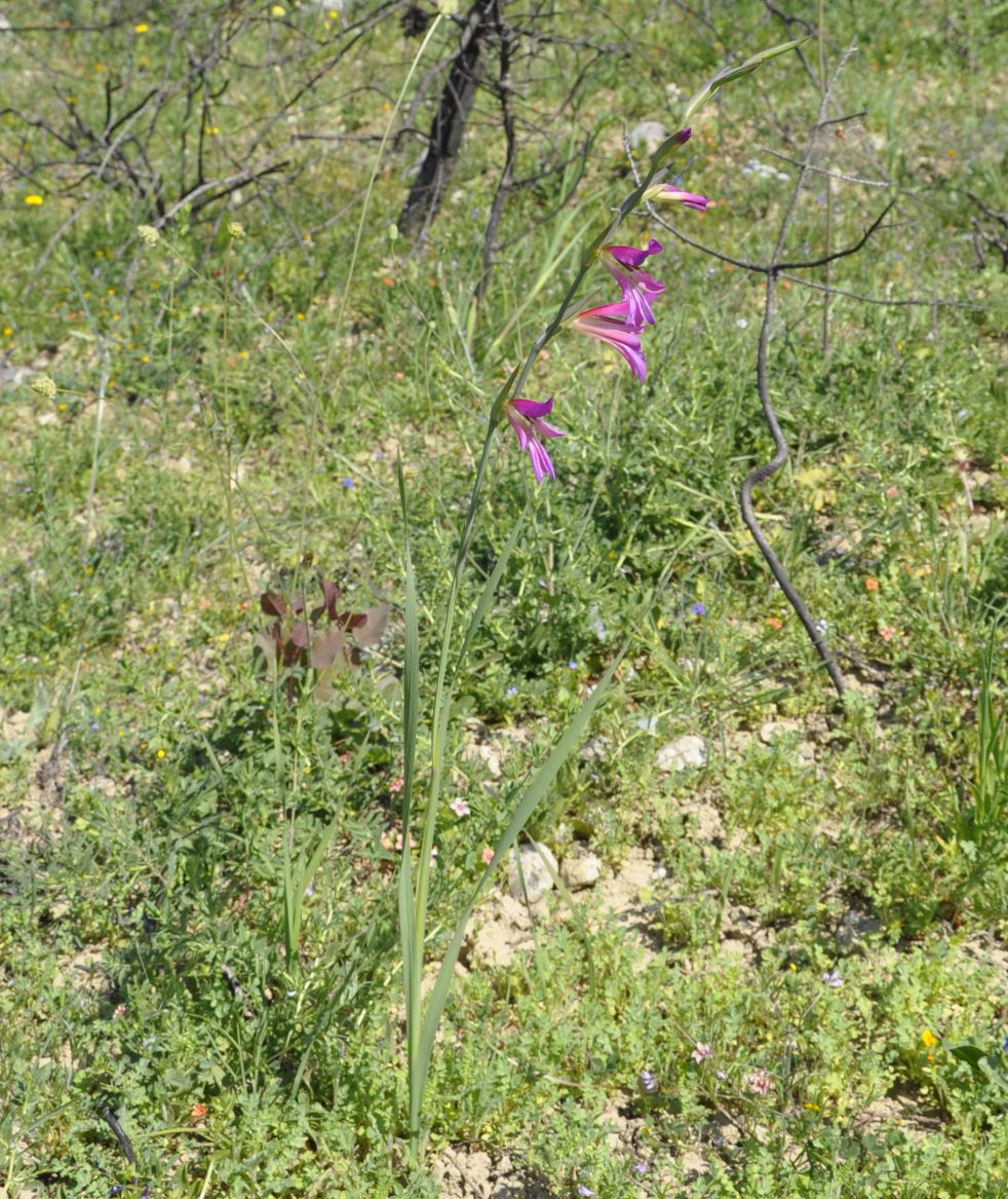 Image of Gladiolus illyricus specimen.