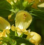 Galeobdolon luteum. Цветок. Подмосковье, окр. г. Одинцово, смешанный лес. Май 2018 г.