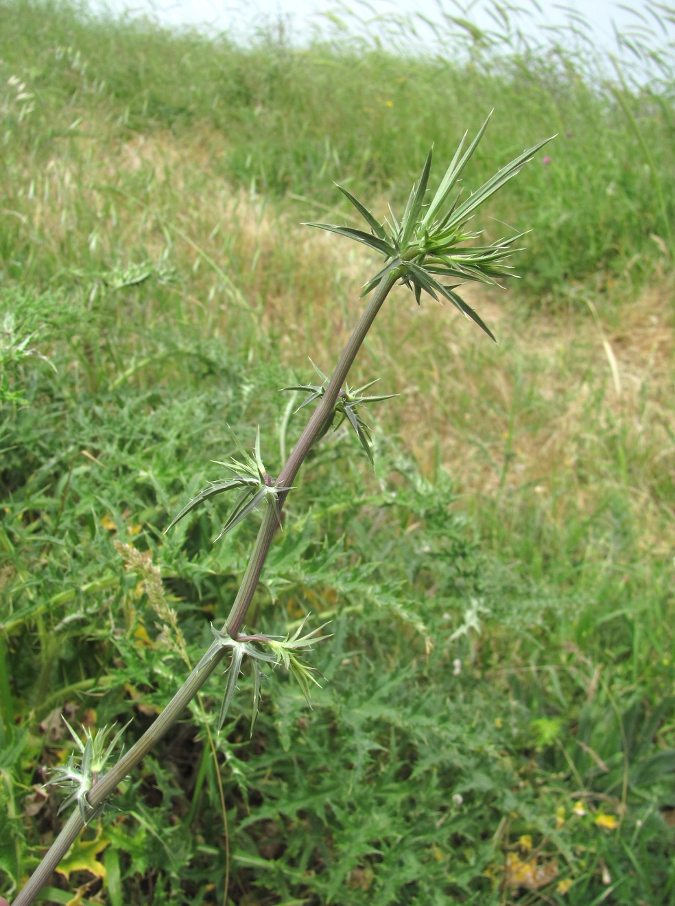 Image of Eryngium caeruleum specimen.