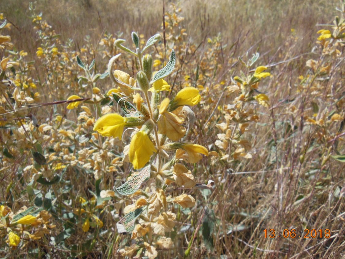 Image of Phlomis orientalis specimen.