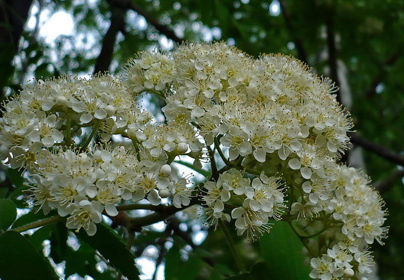 Изображение особи Sorbus aucuparia.