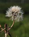 Scorzonera albicaulis. Соплодие. Приморский край, о. Русский. 06.09.2018.