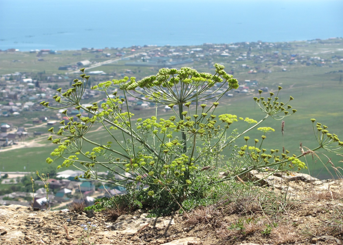 Image of Zosima absinthifolia specimen.