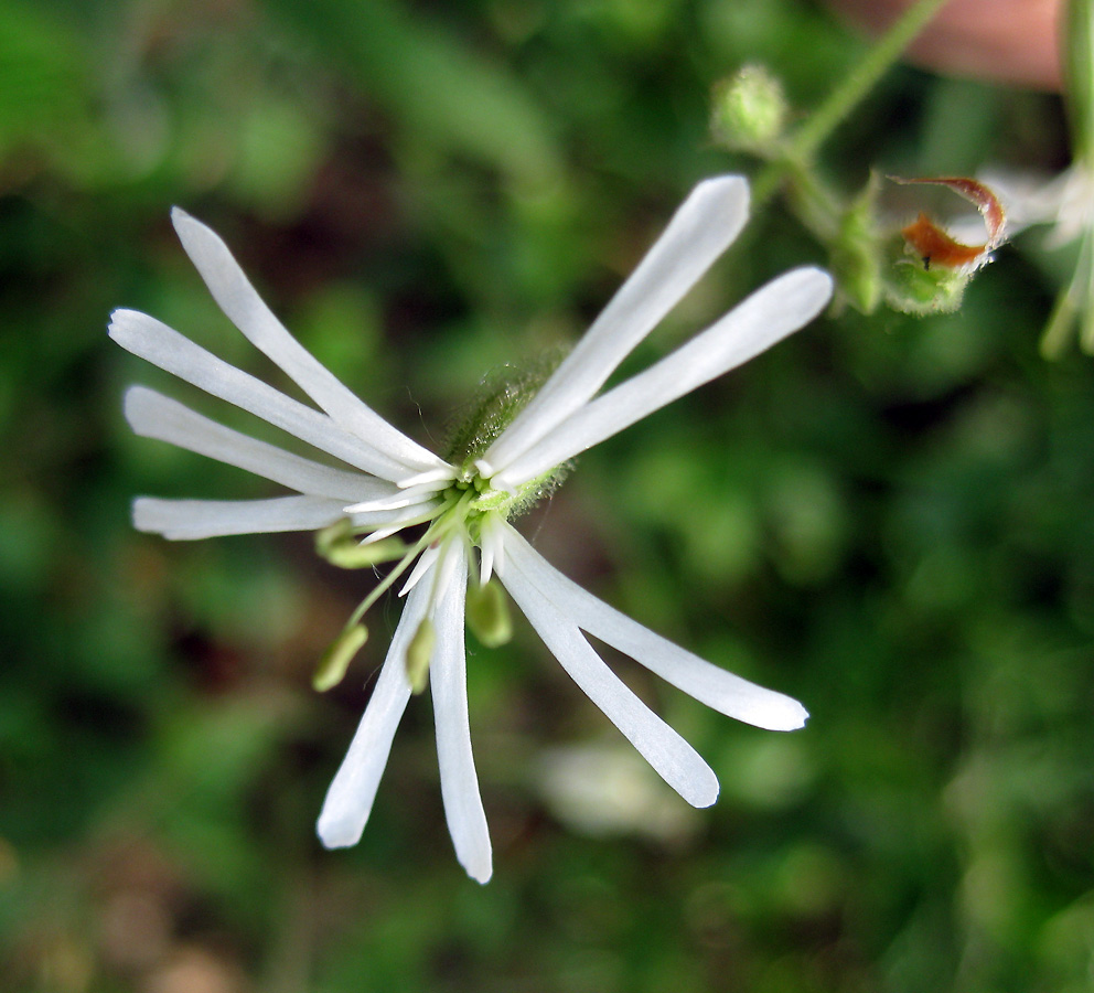 Изображение особи Silene nutans.