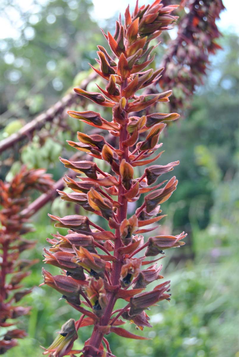 Image of Melianthus major specimen.