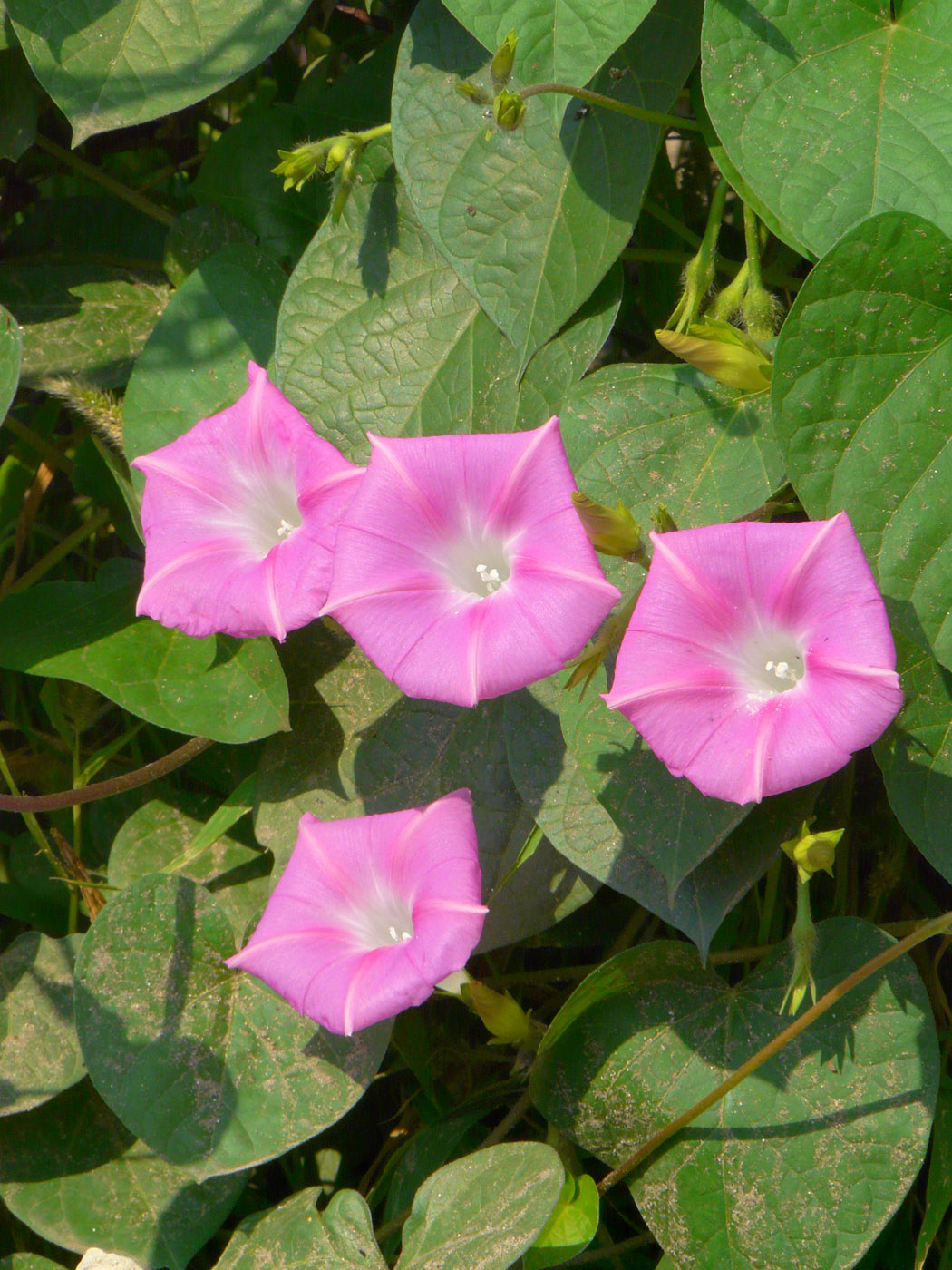 Изображение особи Ipomoea purpurea.