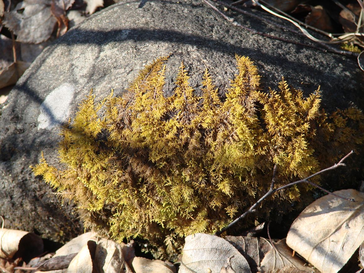 Image of genus Thuidium specimen.