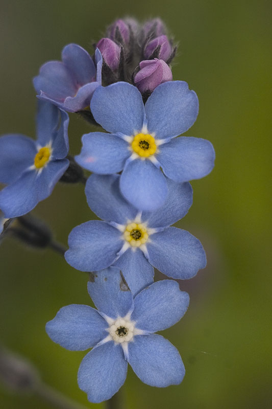 Image of Myosotis sylvatica specimen.