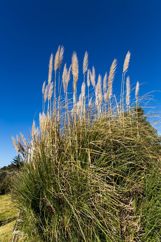 Image of Cortaderia selloana specimen.