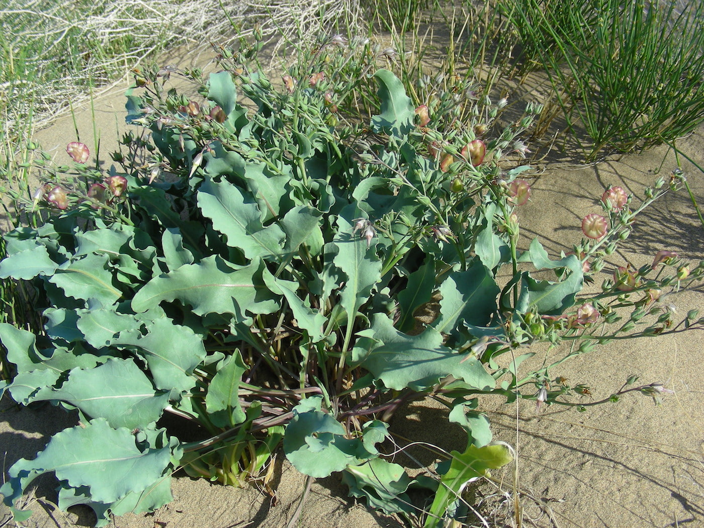 Image of Rindera tetraspis specimen.