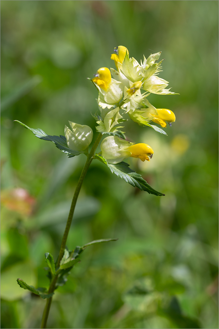 Изображение особи Rhinanthus minor.