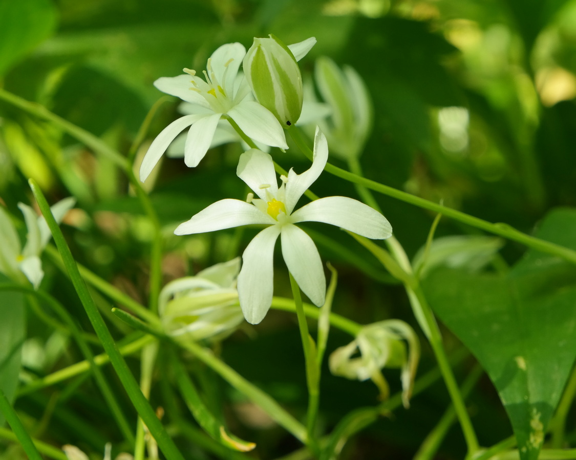 Image of Ornithogalum woronowii specimen.