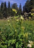 Cirsium oleraceum. Верхушки цветущих растений. Челябинская обл., Саткинский р-н, хребет Зюраткуль, ≈ 1000 м н.у.м., луг на опушке смешанного леса. 31.07.2019.