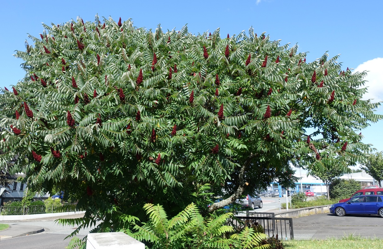 Изображение особи Rhus typhina.