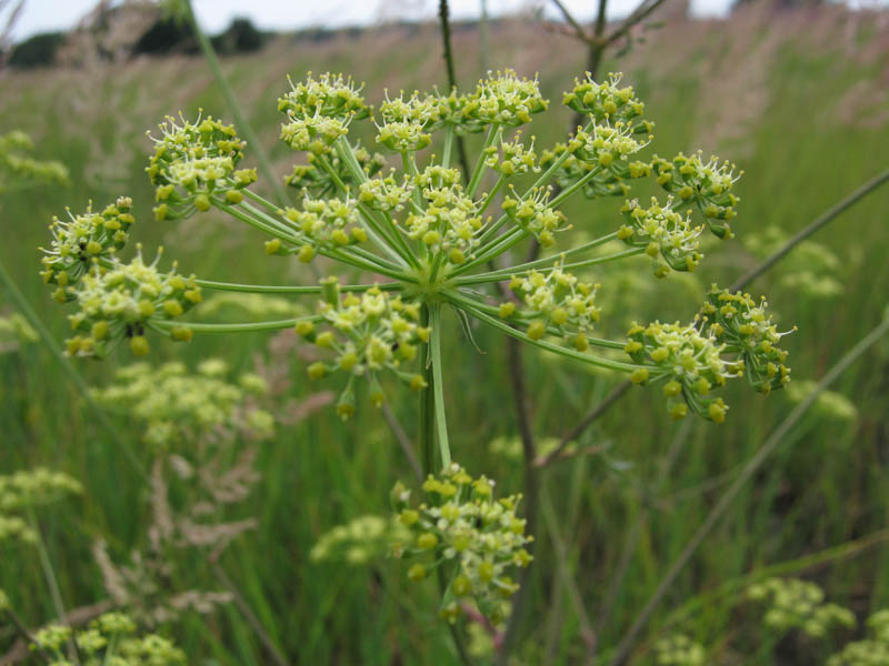 Image of Xanthoselinum alsaticum specimen.