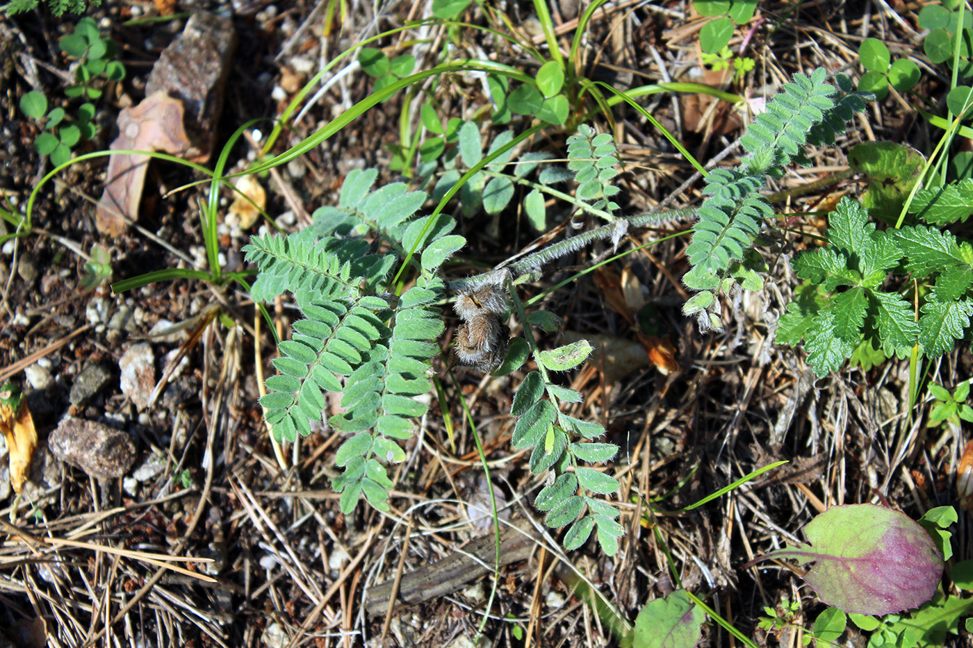 Изображение особи Astragalus ciceroides.