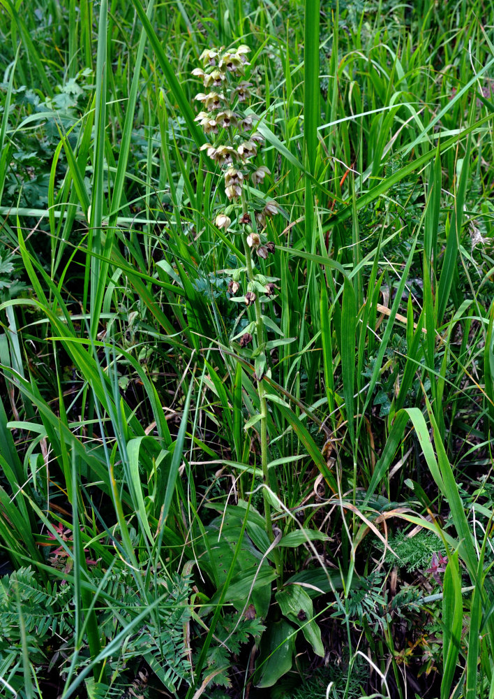 Image of Epipactis helleborine specimen.