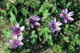 Malva sylvestris