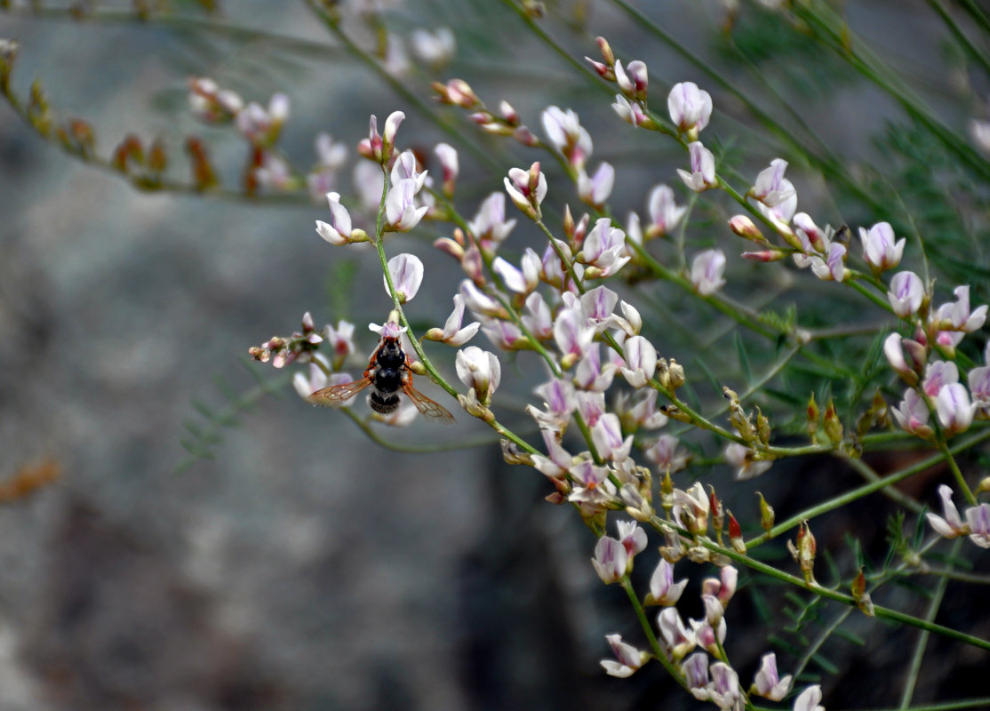 Image of Astragalus puberulus specimen.