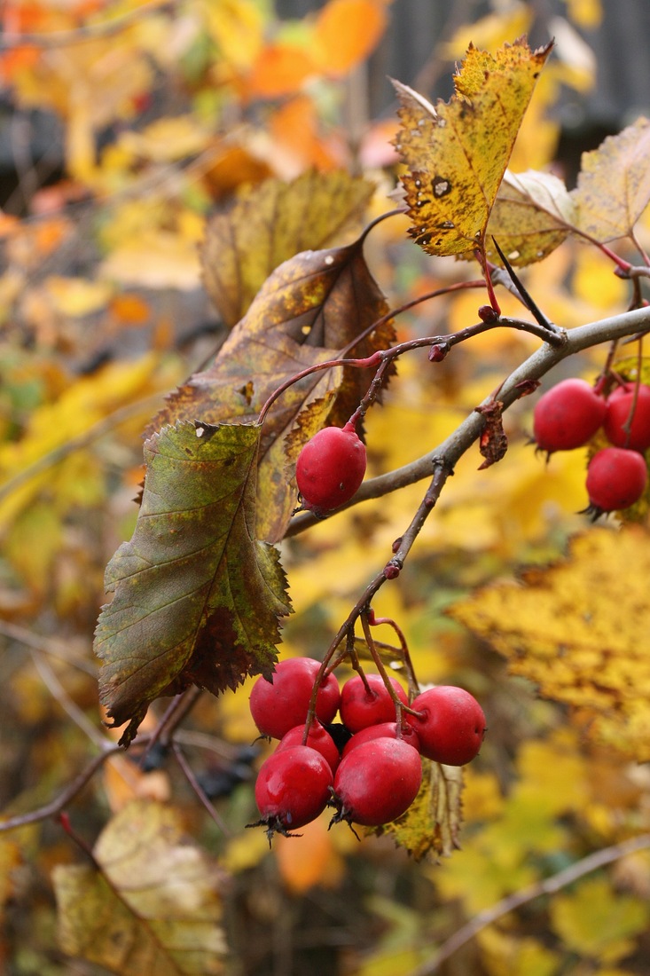 Image of Crataegus submollis specimen.