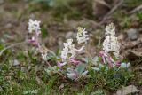 Corydalis ledebouriana