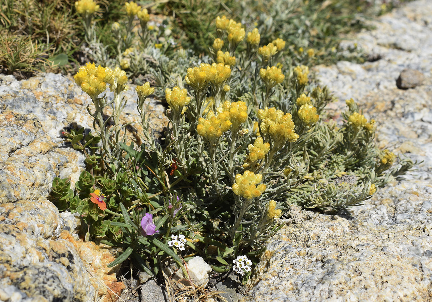 Image of Helichrysum stoechas specimen.