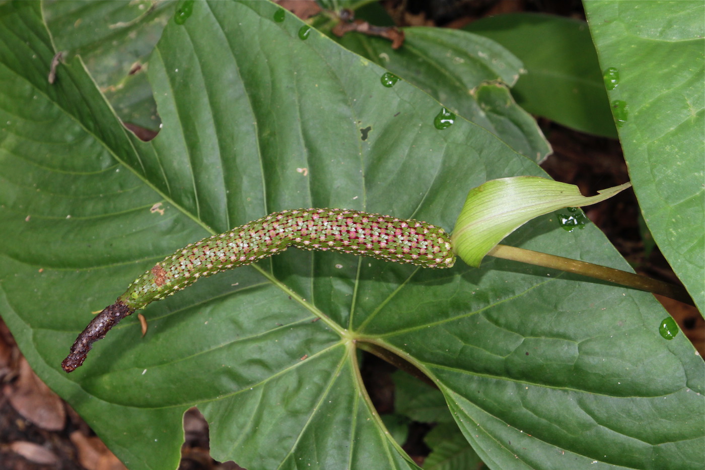 Image of Anthurium ochranthum specimen.