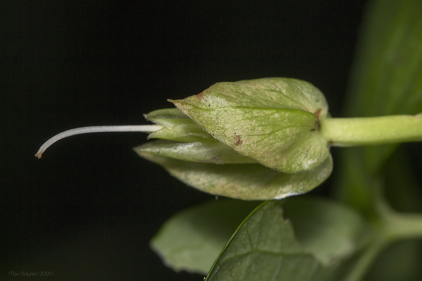 Изображение особи Calystegia sepium.