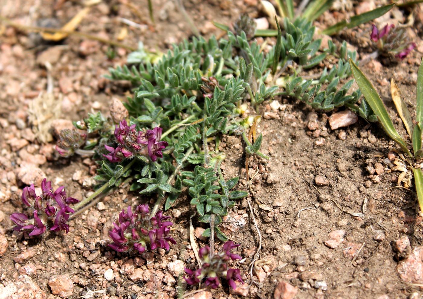 Image of Oxytropis jucunda specimen.