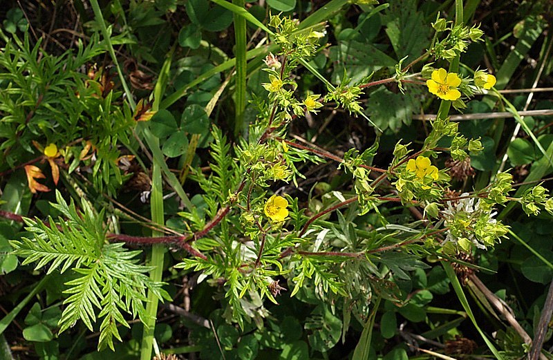 Изображение особи Potentilla chinensis.