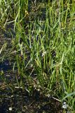 Sagittaria sagittifolia