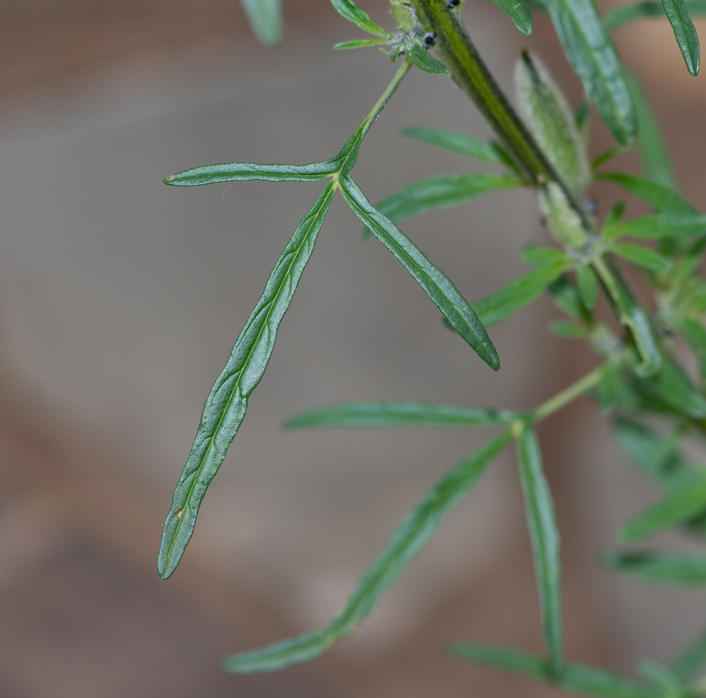 Image of Sesamum triphyllum specimen.