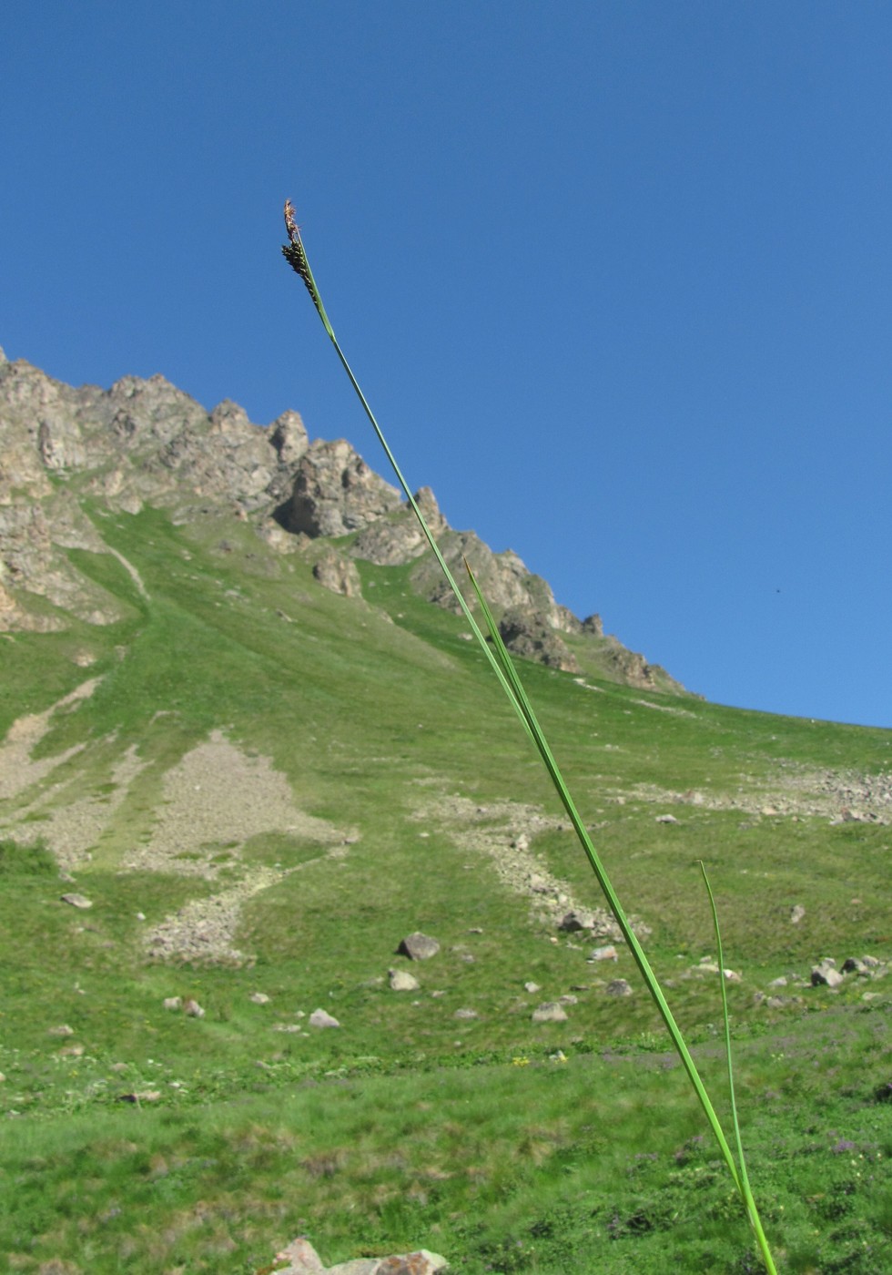 Image of Carex transcaucasica specimen.