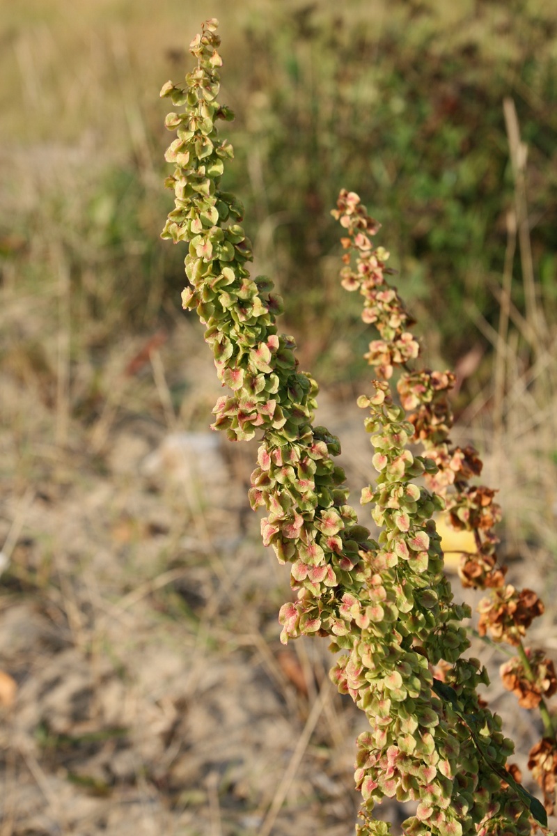 Image of Rumex aquaticus specimen.