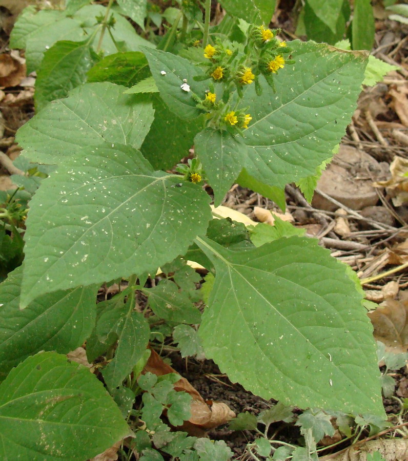 Image of Sigesbeckia orientalis specimen.