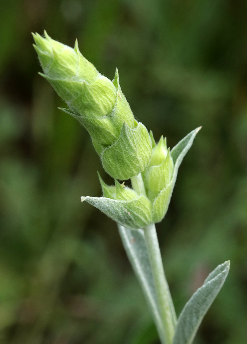 Image of Sideritis euxina specimen.