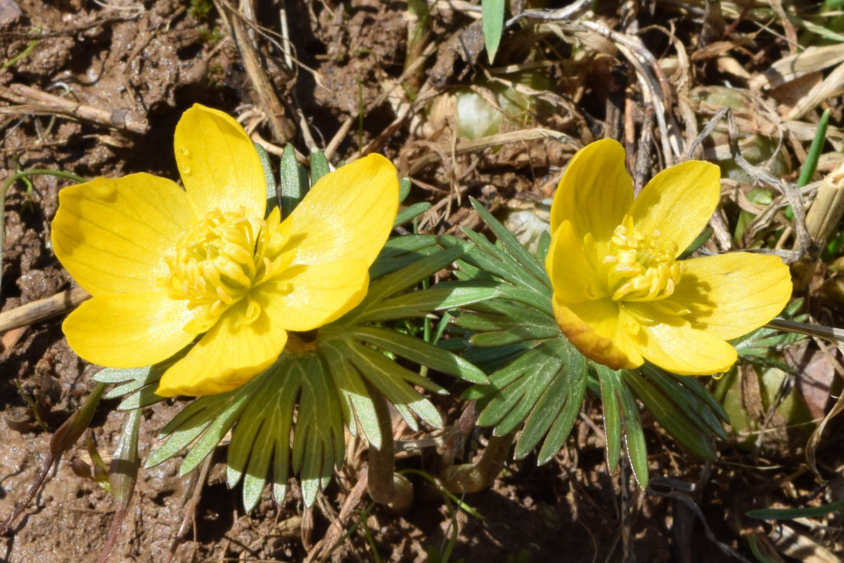 Image of Eranthis longistipitata specimen.