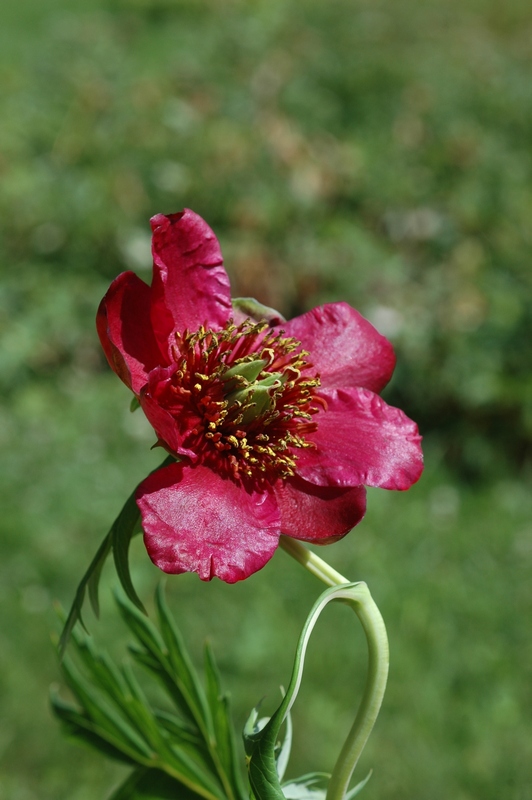 Image of Paeonia delavayi specimen.