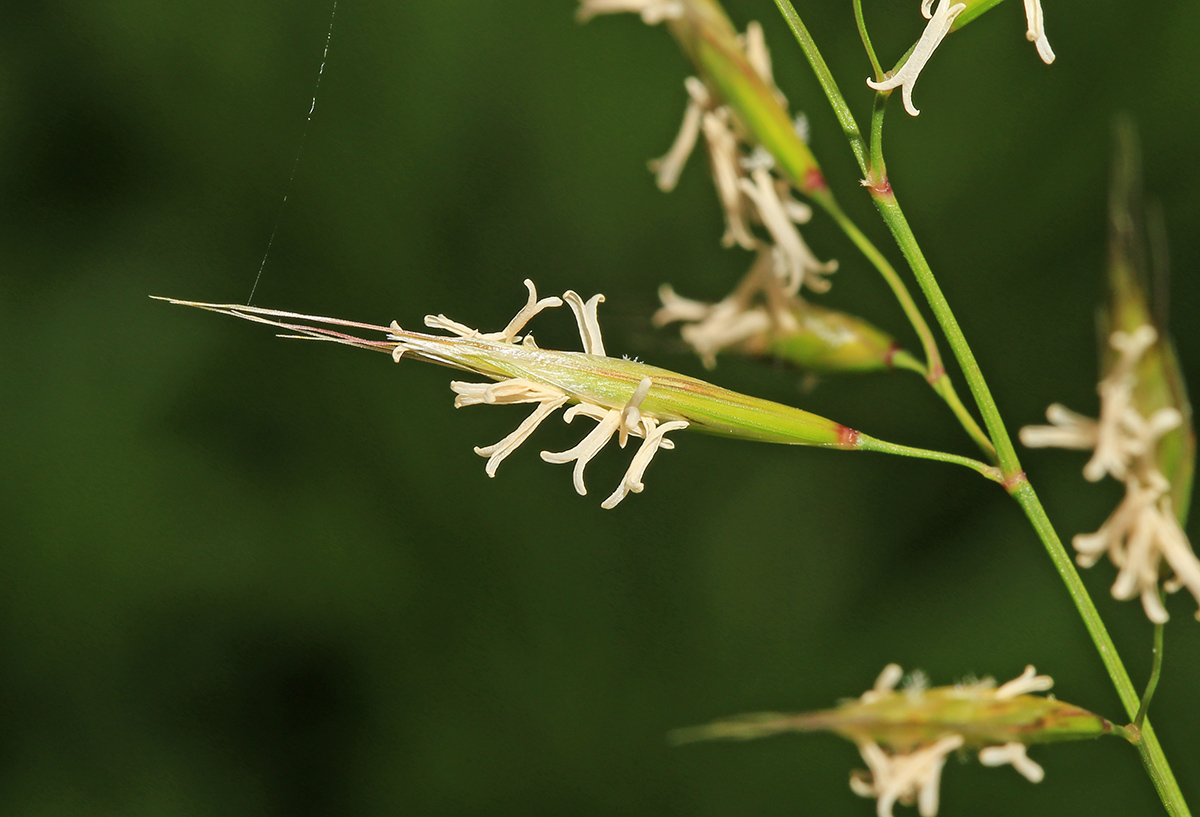 Изображение особи Helictotrichon schellianum.