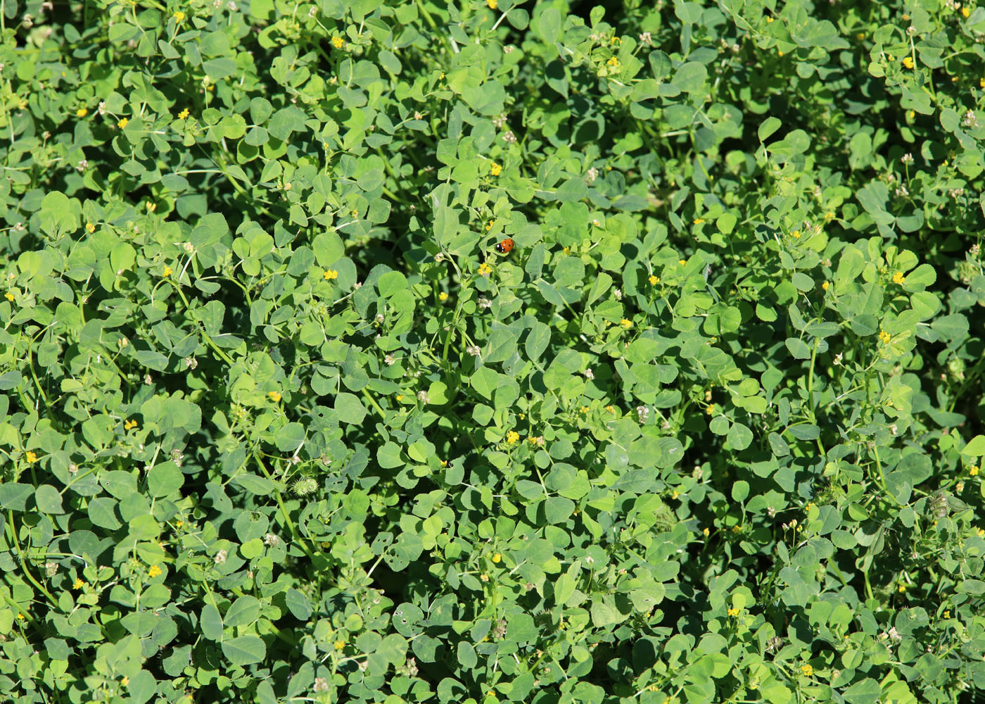 Image of Medicago denticulata specimen.