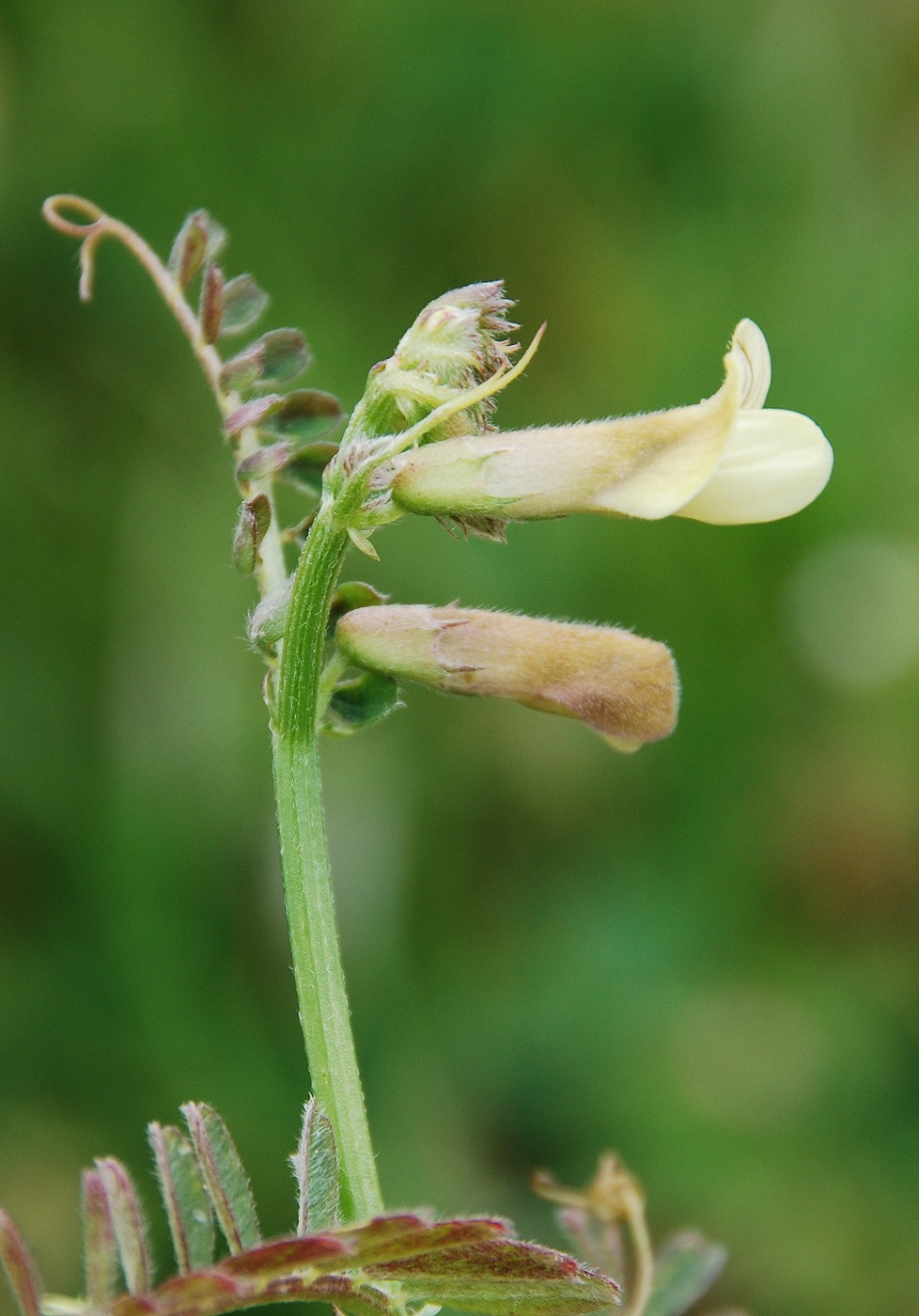 Изображение особи Vicia hybrida.