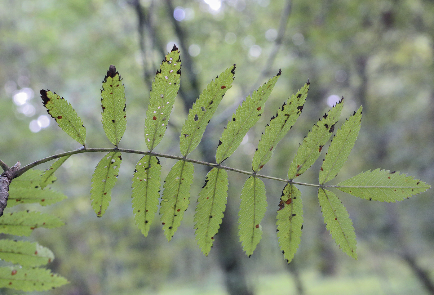 Изображение особи Sorbus &times; arnoldiana.