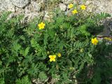 Potentilla semiglabra