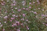 Convolvulus subhirsutus. Верхушки цветущих растений. Израиль, лес Бен-Шемен. 06.06.2020.