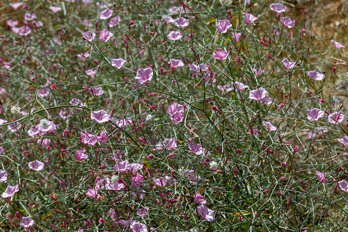 Изображение особи Convolvulus subhirsutus.