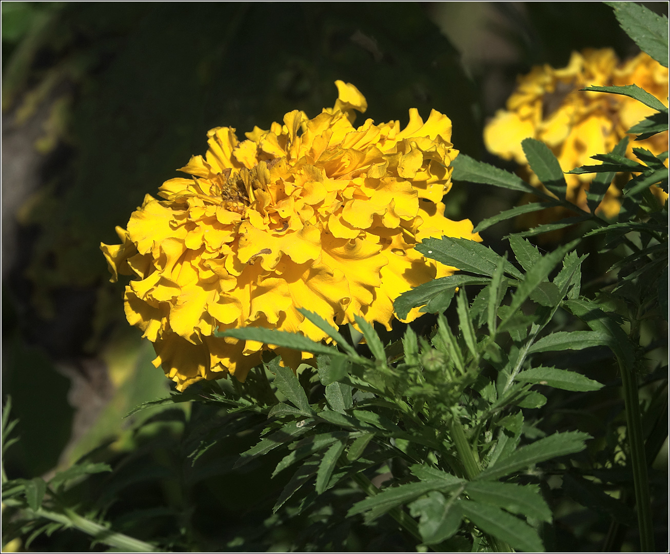 Image of Tagetes patula specimen.